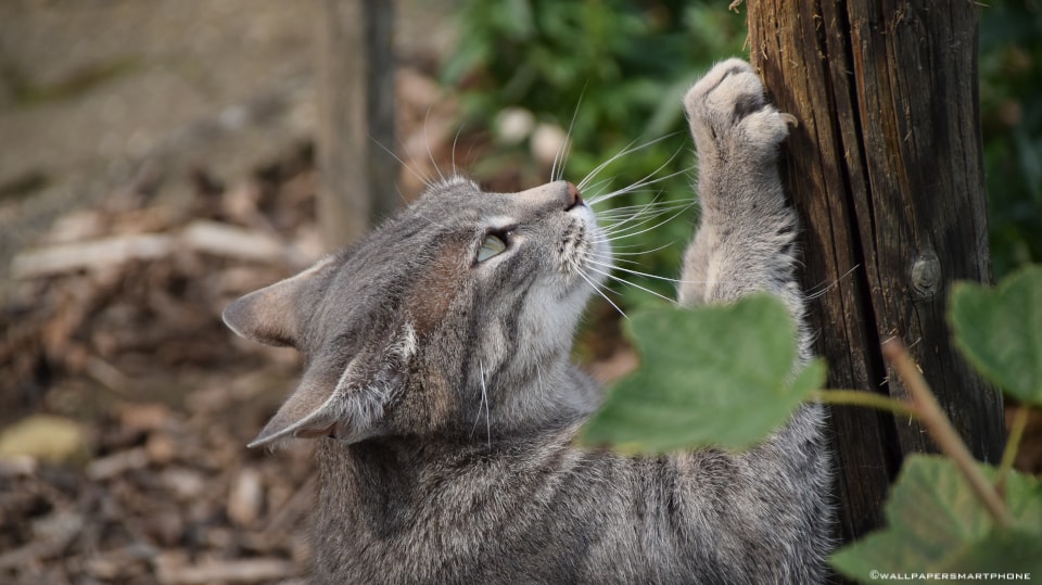 cat sharpening her claws