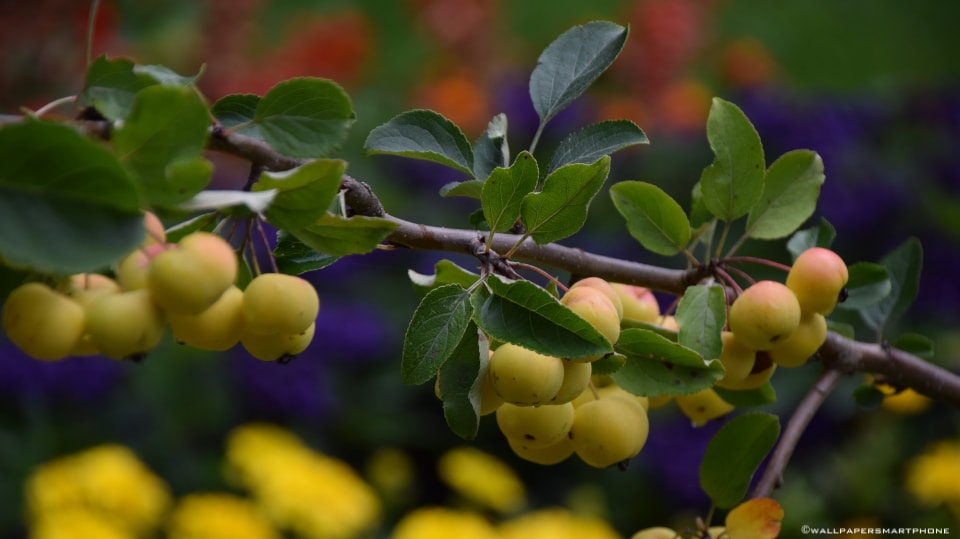 fruits on branches
