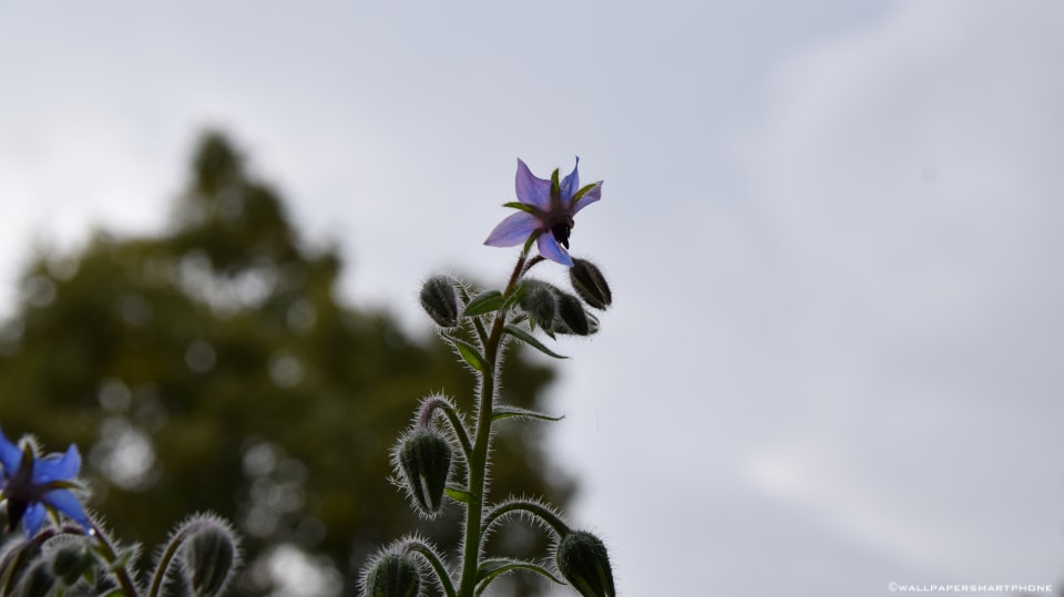 hairy flower