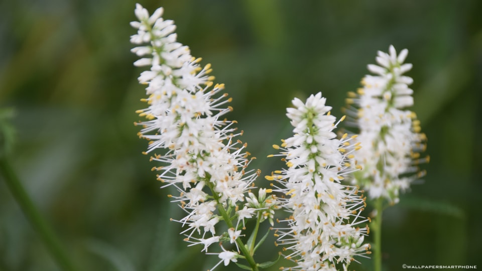 white blossoms with long stamens
