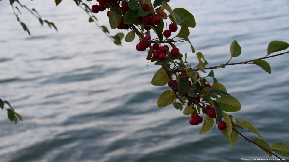 hanging branch