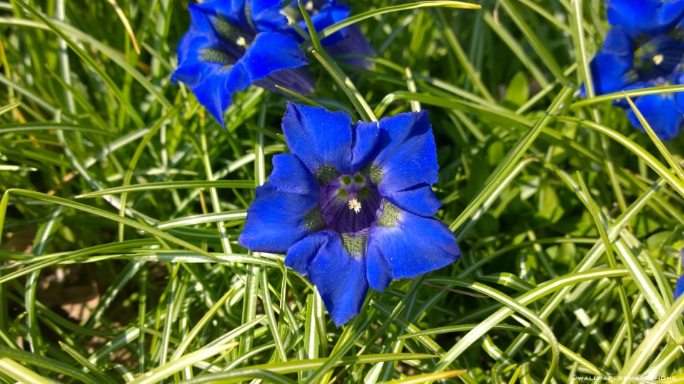 blue flower