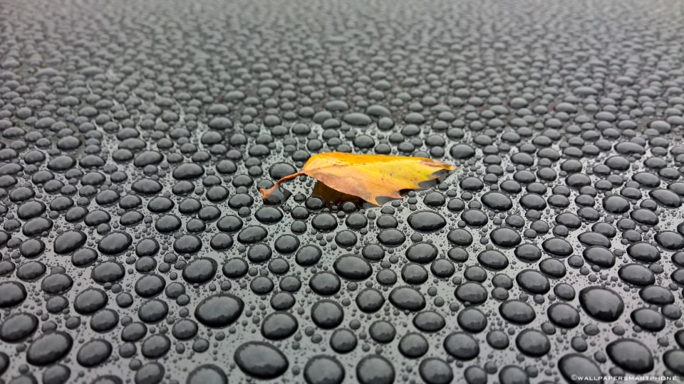 leaf and waterdrops on a car roof