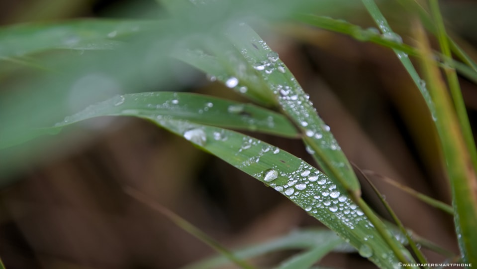 waterdrops on reed gras
