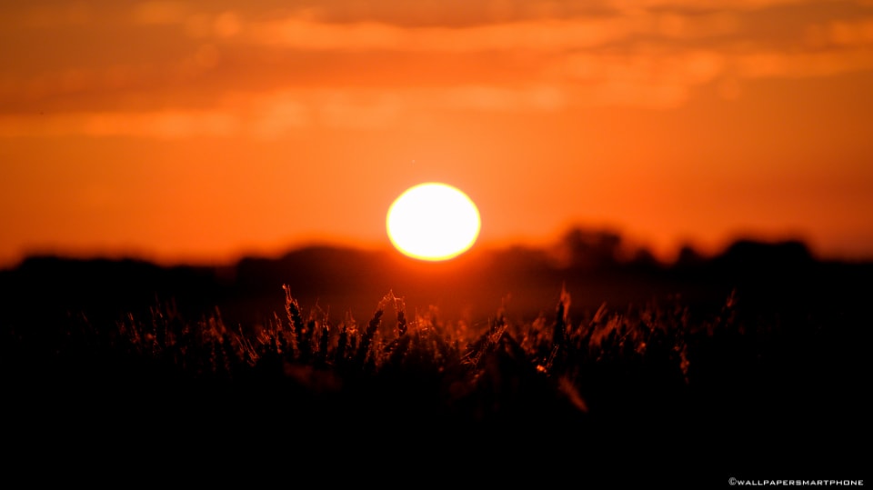 cereal field at sunrise