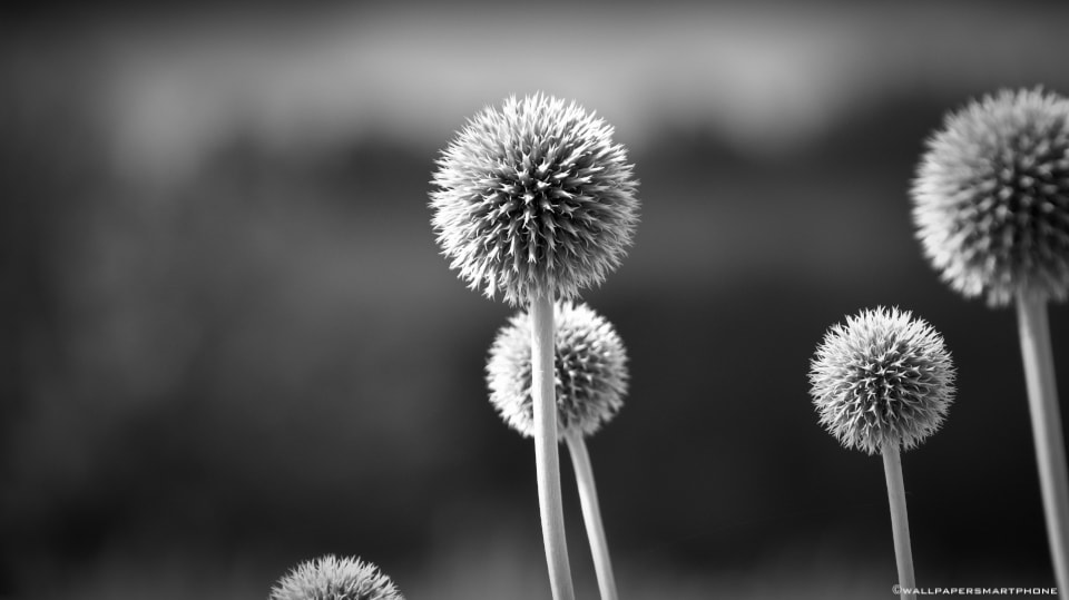 thistles in black and white