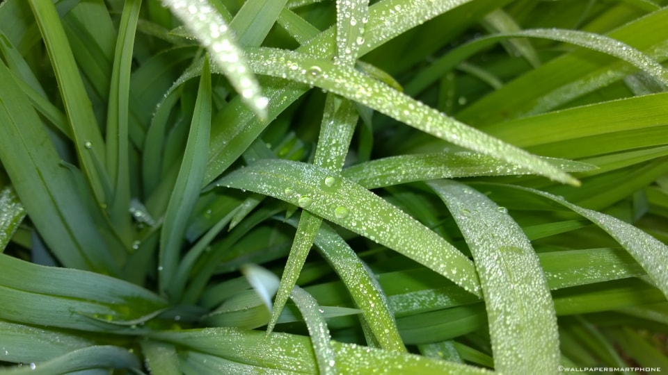 waterdrops on leaves