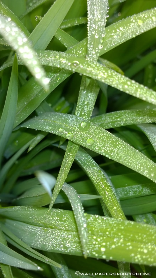 waterdrops on leaves