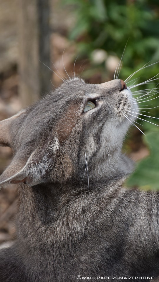 cat sharpening her claws