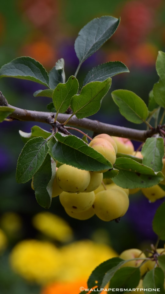 fruits on branches