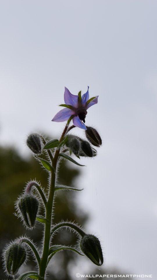 hairy flower