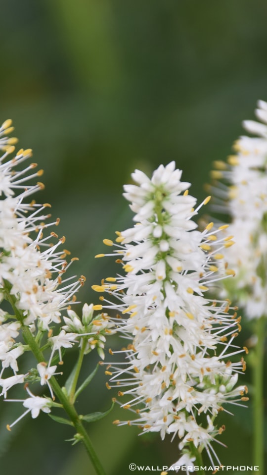 white blossoms with long stamens