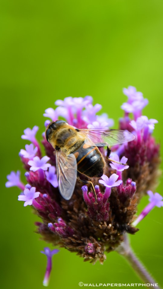 busy bee