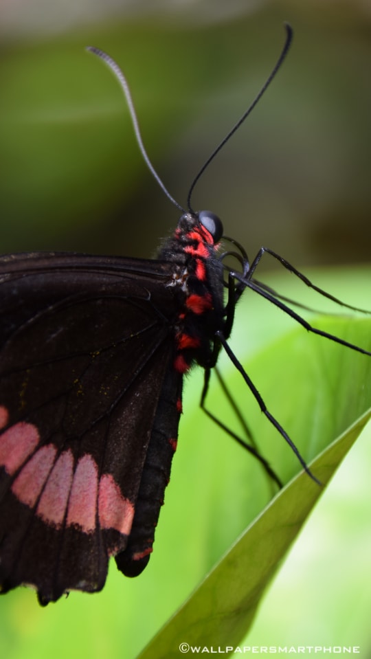 butterfly on a leaf