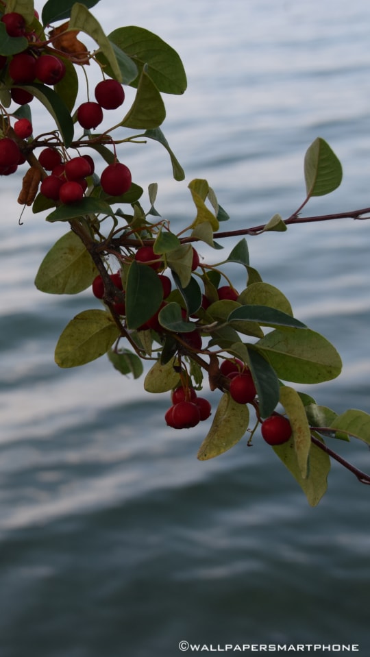 hanging branch