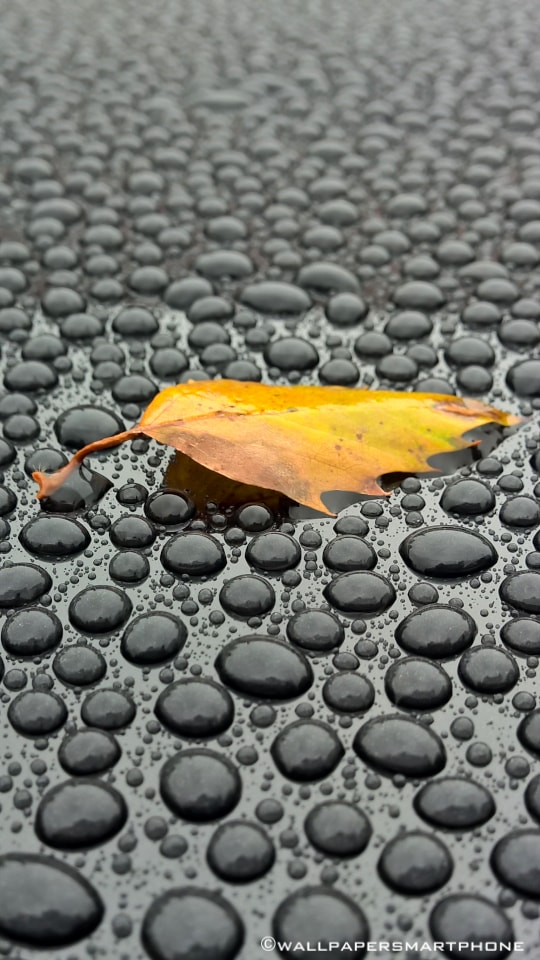 leaf and waterdrops on a car roof