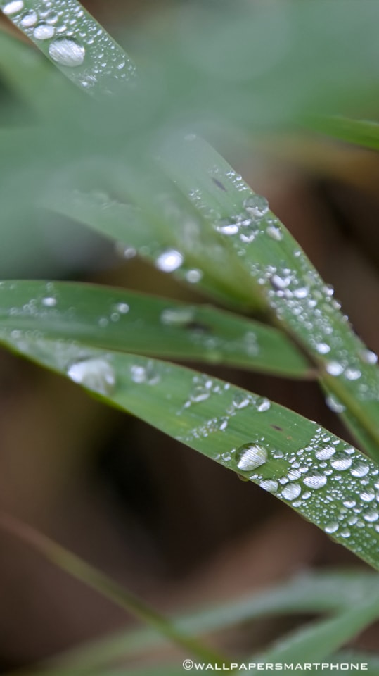 waterdrops on reed grass