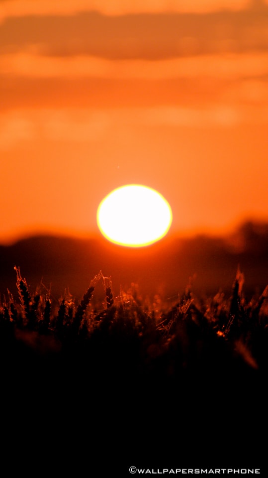 cereal field at sunrise