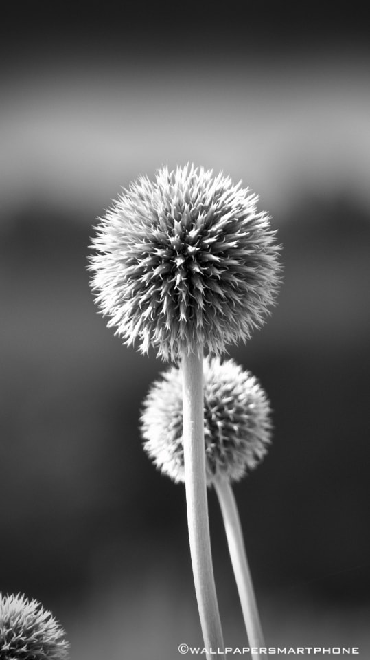 thistles in black and white