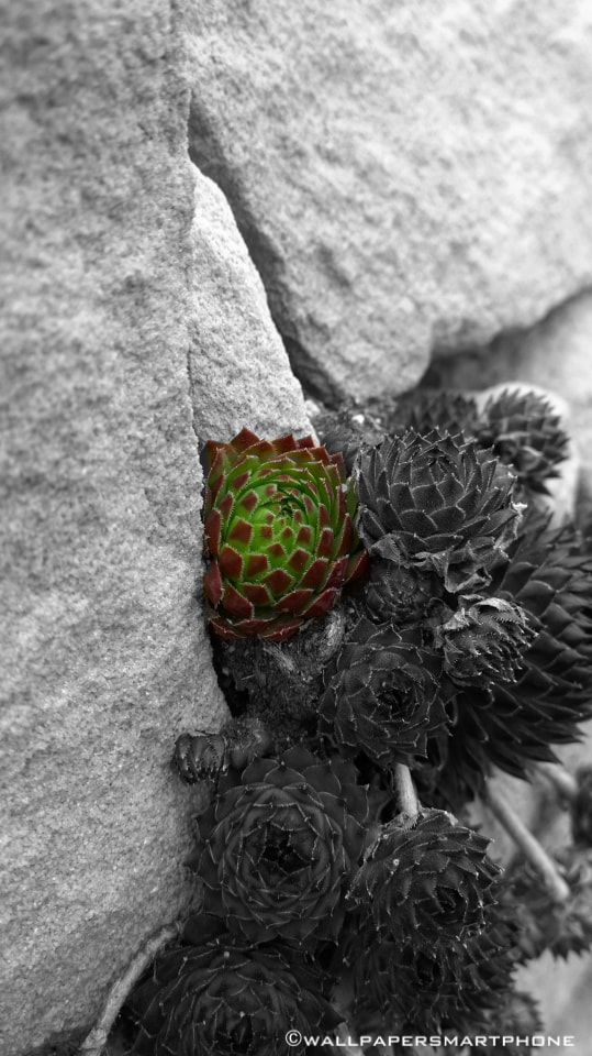 little plant between stones