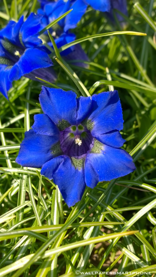 blue flower